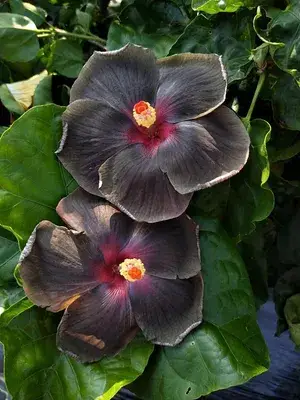American Black Hibiscus Grafted Flower Plant ( Pack Of 1) Buy @ ₹499