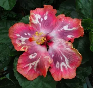 American Hibiscus (Grafted) Flowering Live Plant Buy @ ₹499