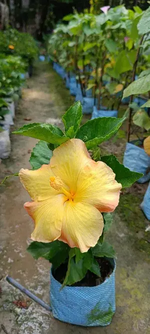 American Hybrid Yellow Hibiscus Flowering Plant For Home Gardening (Pack Of 1) Buy @ ₹499