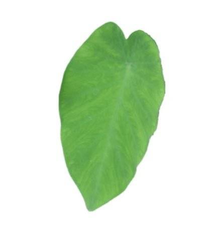 Arbi Leafs (1 Pc) Buy only at ₹4