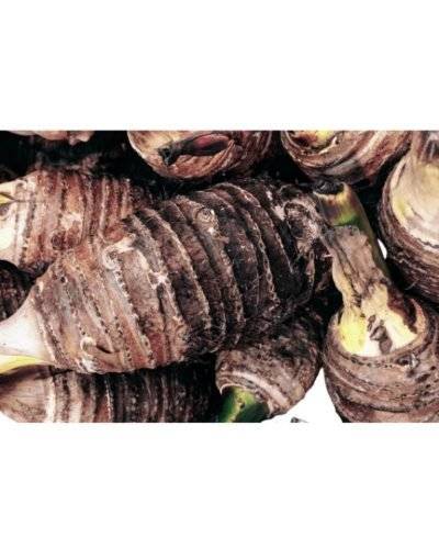 Kachalu/Kanda (500gm) Buy only at ₹40