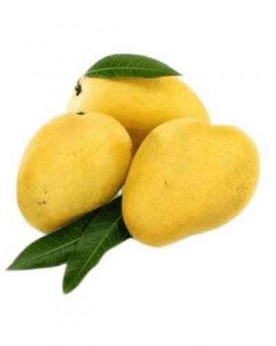 Mango- Safeda(1 Kg) Buy only at ₹100
