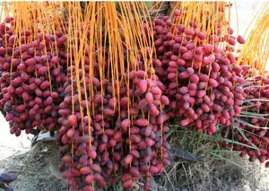 Arabian Khajur/Date Fruit Plant & Tree For Your Home Garden Well Watered Date Palm Age 2.5 Years (Hybrid, Pack Of 1) Buy @ ₹599