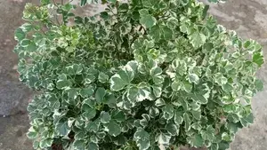 Aralia (Air Purifying) Live Indoor Plant (1.5-2.5 Ft Hight) For Your Sweet Home Decoration & Gardening (Pack Of 1) Buy @ ₹499