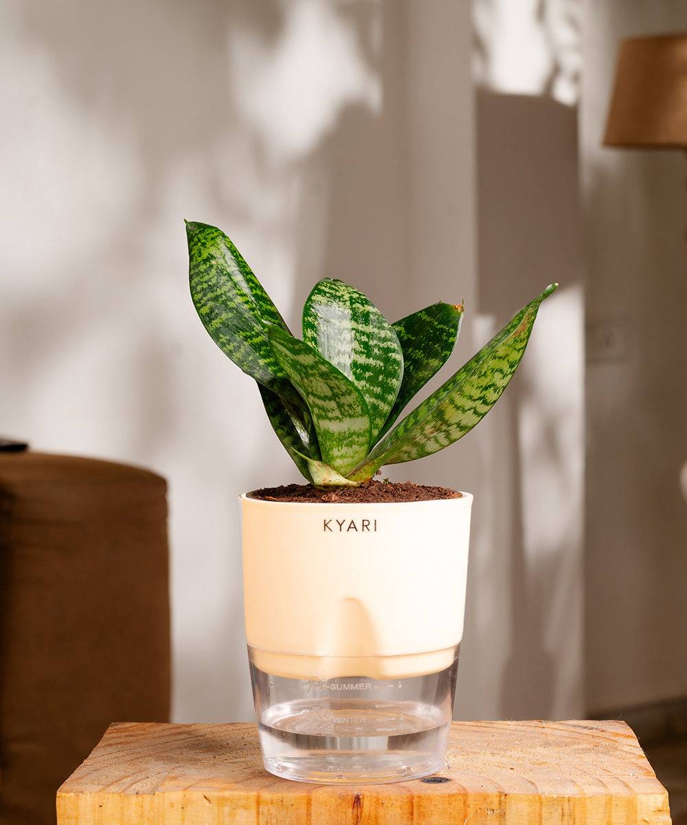 Green Snake Plant With Self Watering Pot