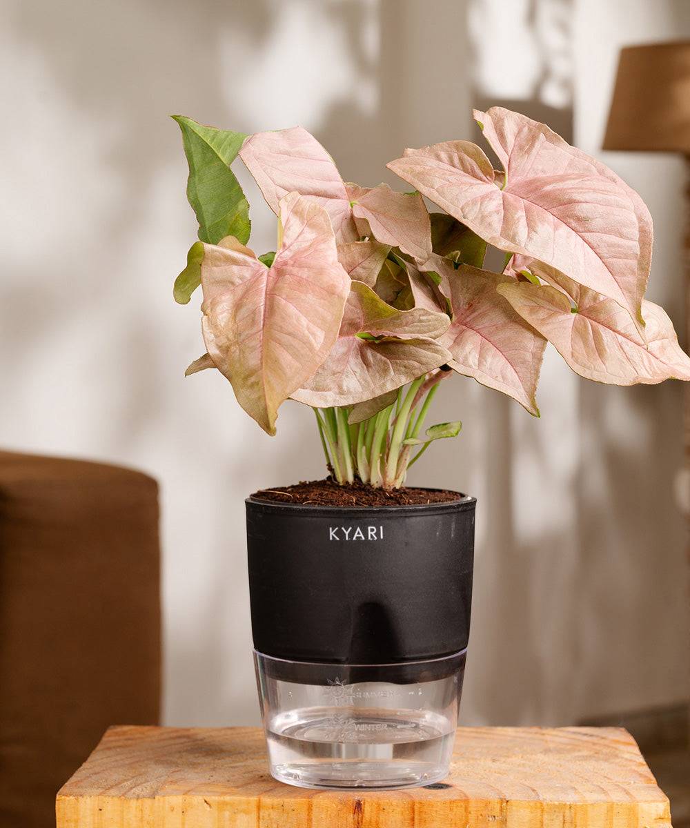 Syngonium Pink Plant With Self Watering Pot