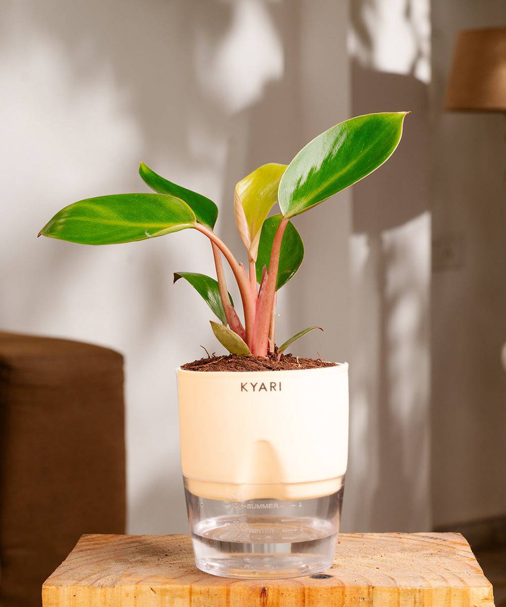 Philodendron Red Plant With Self Watering Pot