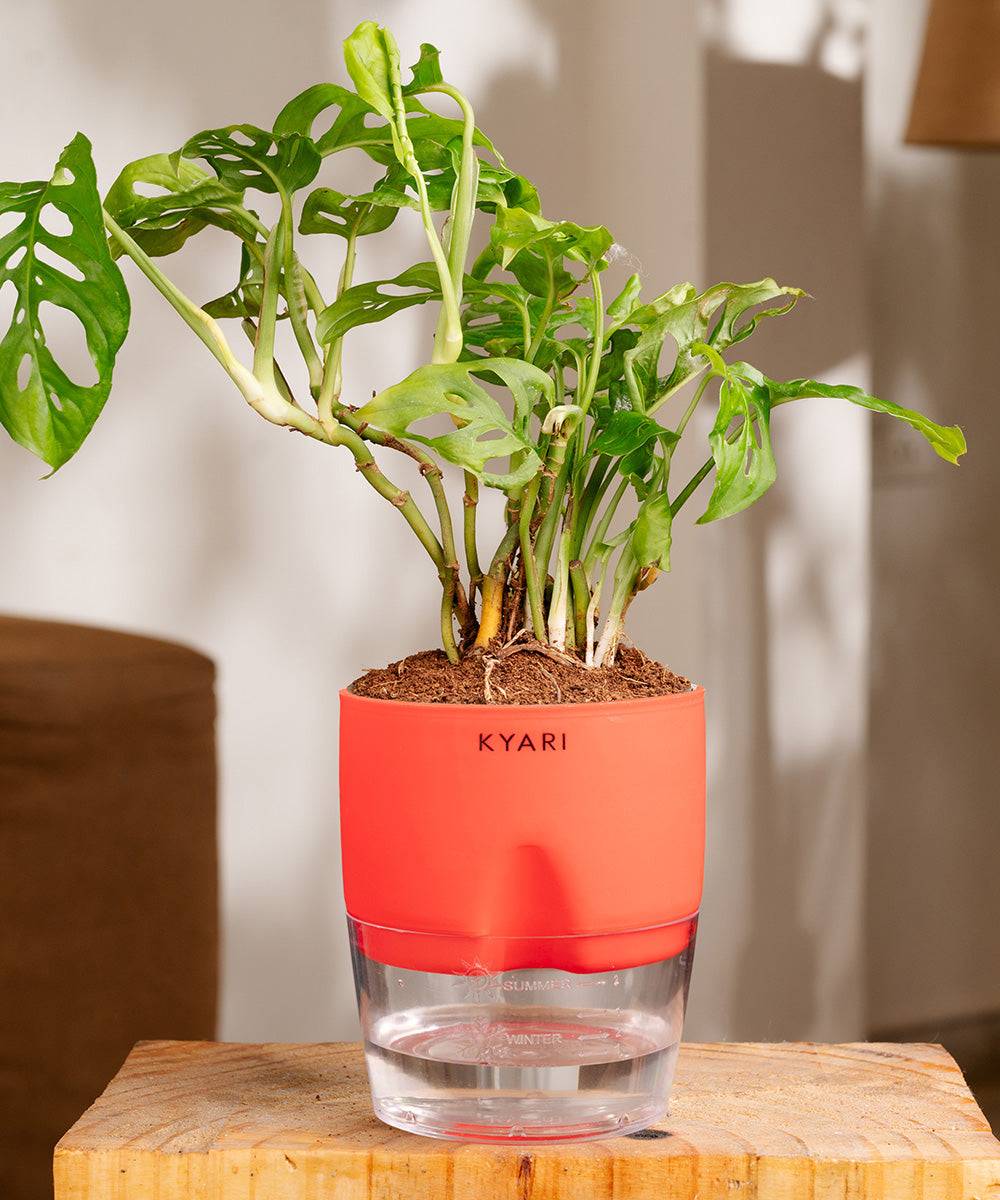 Philodendron Broken Heart Plant With Self Watering Pot