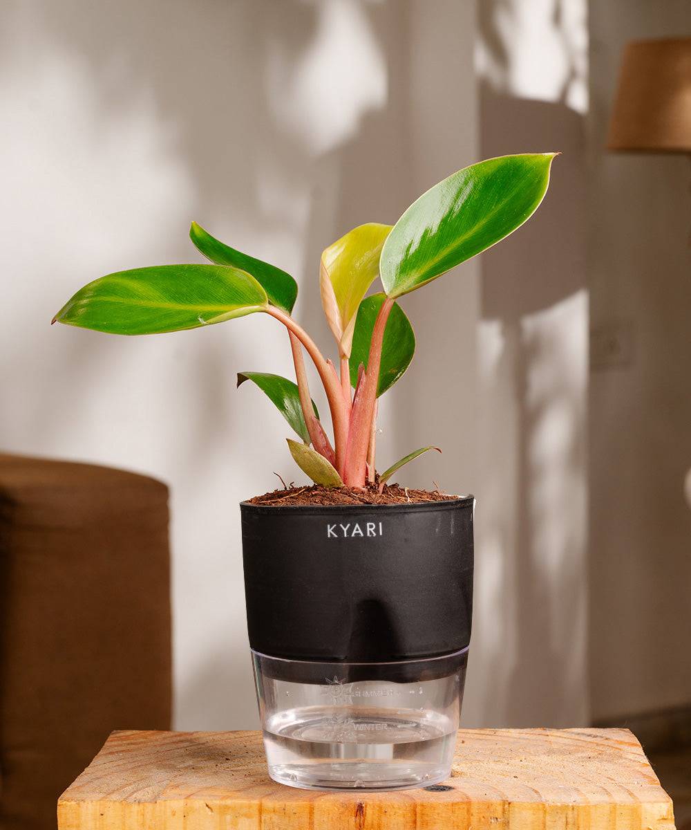 Philodendron Red Plant With Self Watering Pot