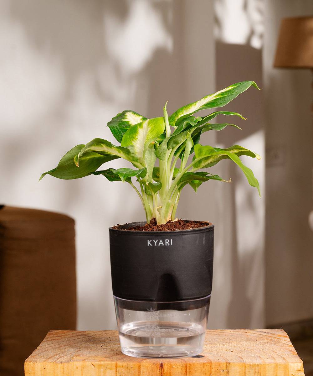 Dieffenbachia Plant With Self Watering Pot