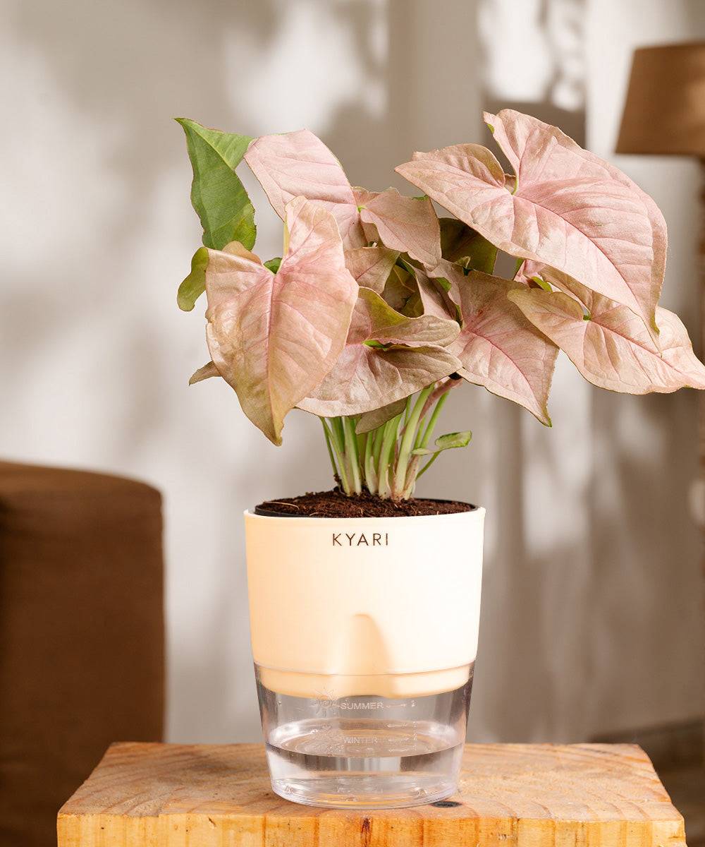 Syngonium Pink Plant With Self Watering Pot