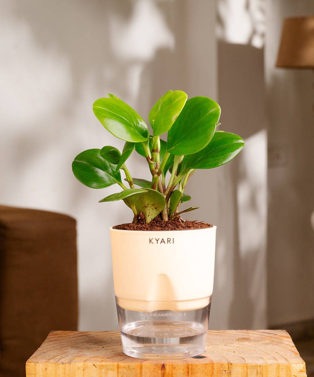 Peperomia Green Plant With Self Watering Pot