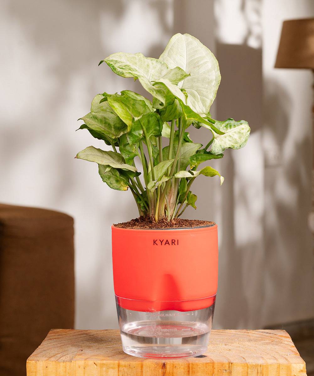 Syngonium Pixie White Plant With Self Watering Pot