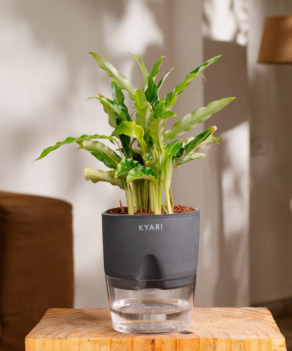 Calathea Rufibarba Plant With Self Watering Pot