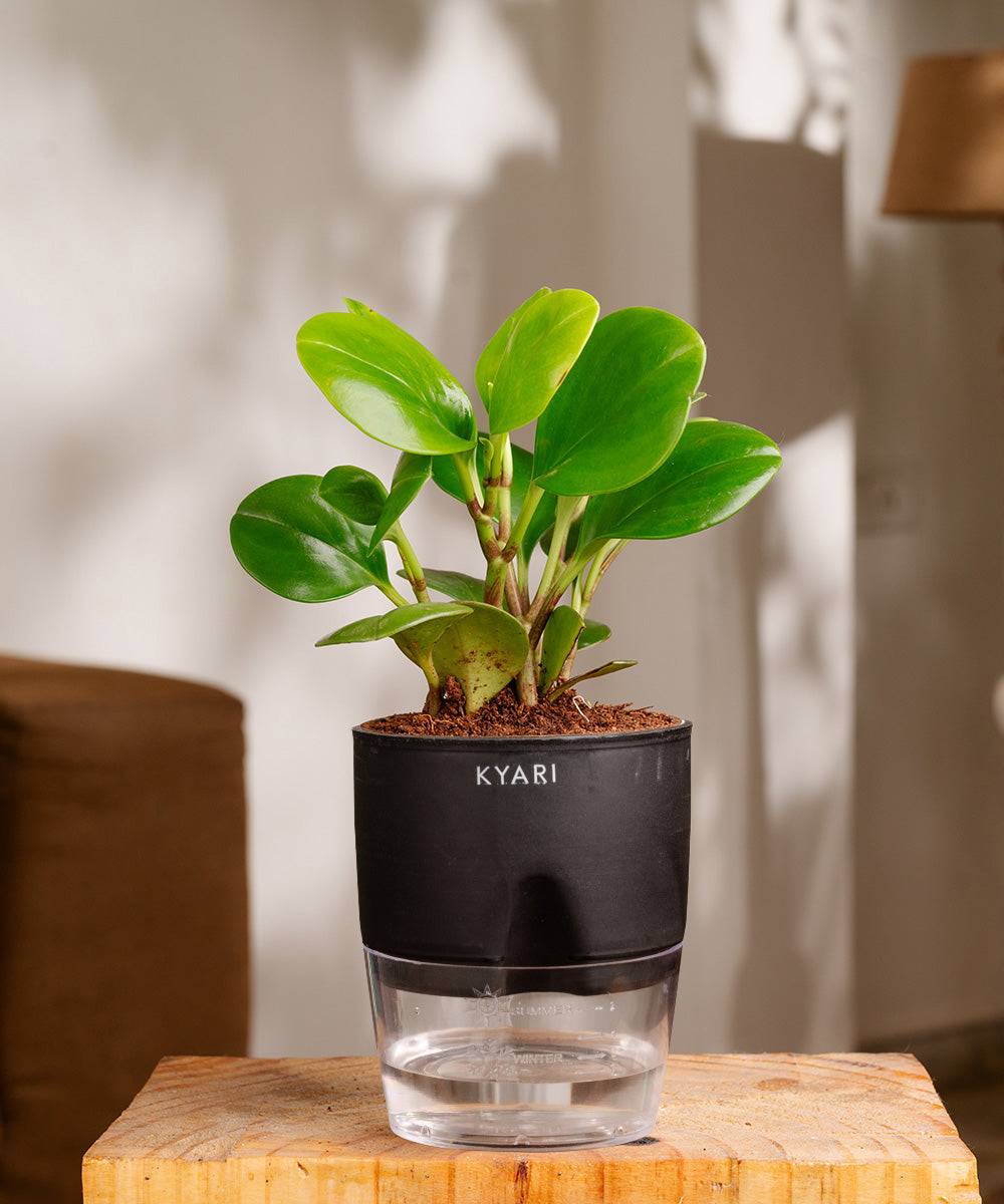 Peperomia Green Plant With Self Watering Pot