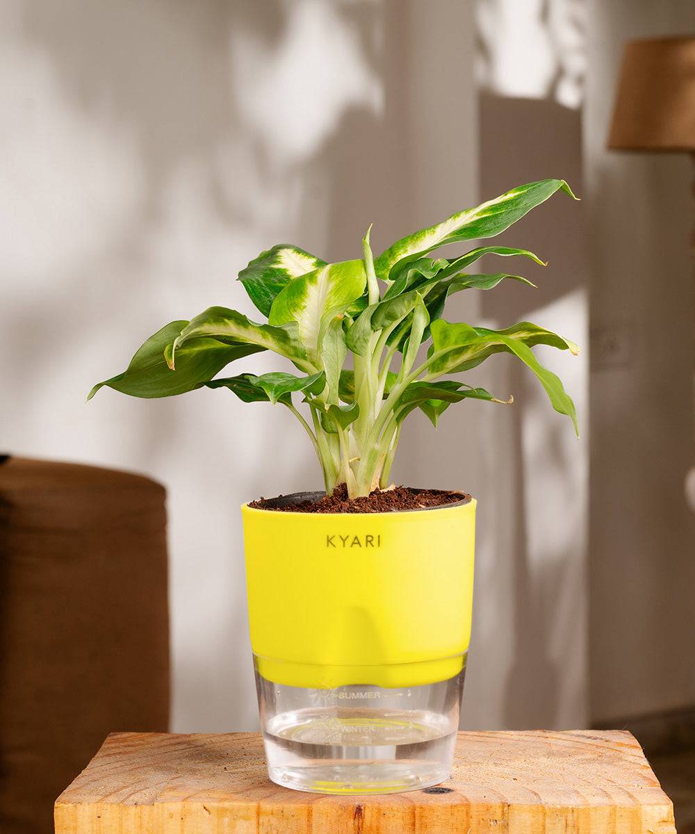 Dieffenbachia Plant With Self Watering Pot