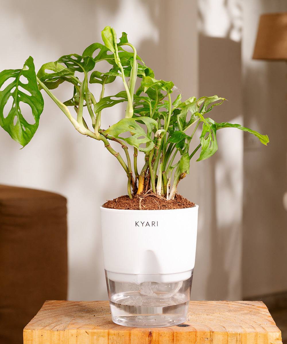 Philodendron Broken Heart Plant With Self Watering Pot