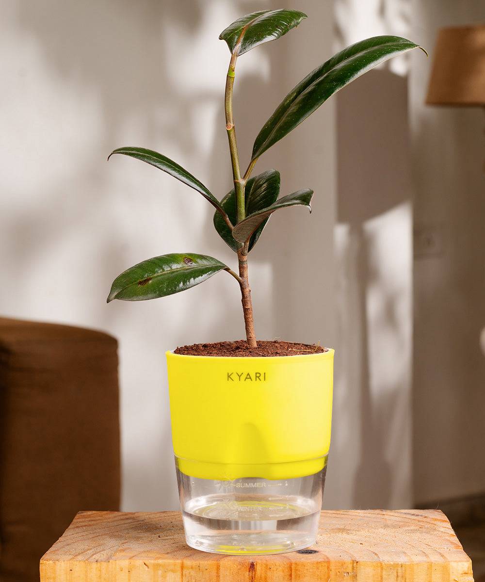 Black Rubber Plant With Self Watering Pot