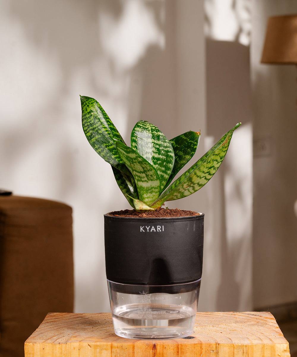 Green Snake Plant With Self Watering Pot