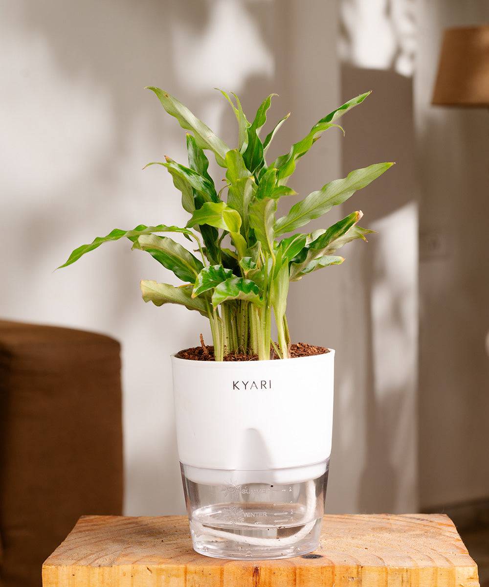 Calathea Rufibarba Plant With Self Watering Pot