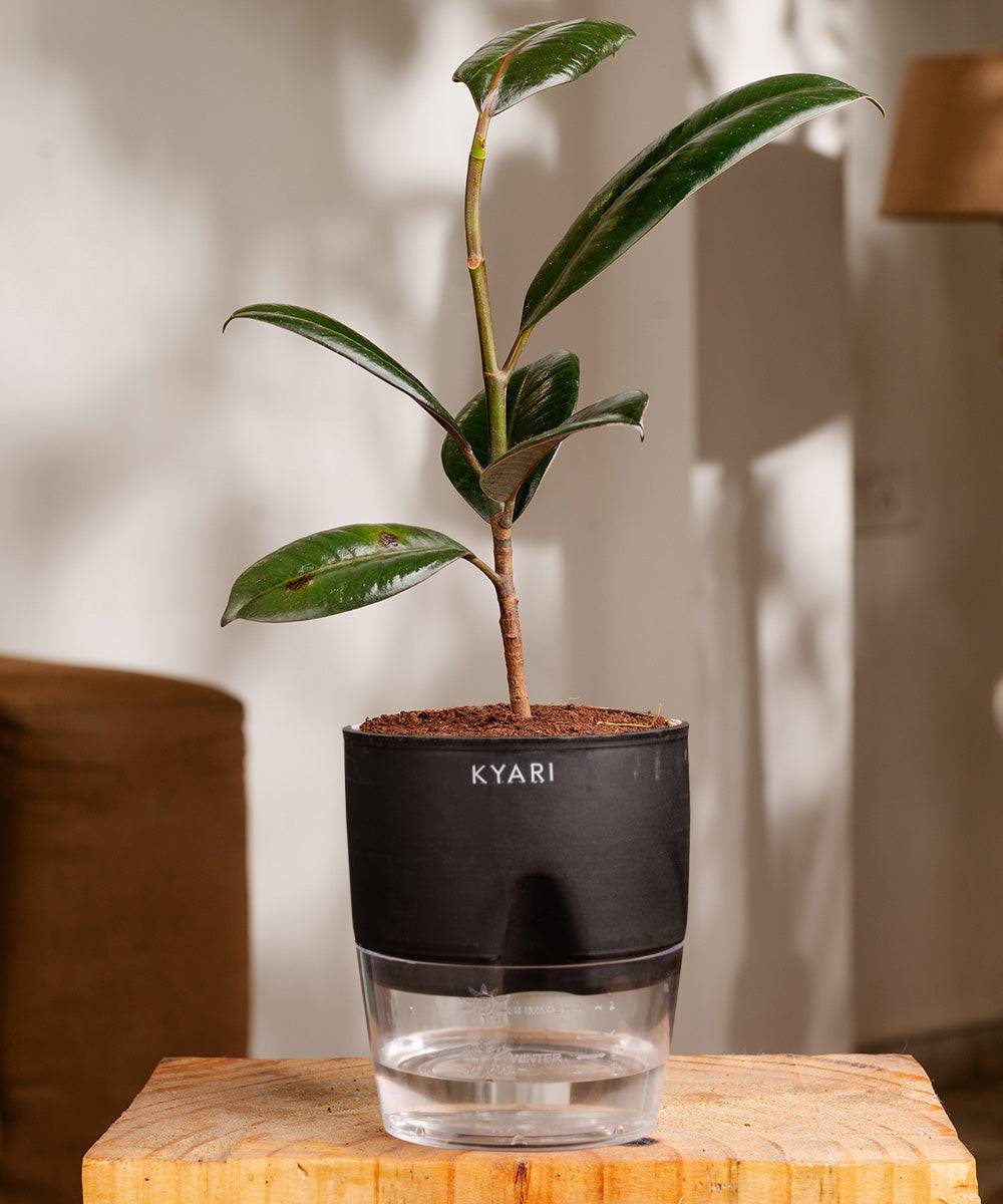 Black Rubber Plant With Self Watering Pot