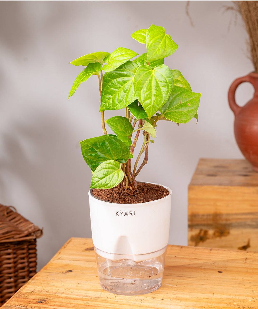 Betel Leaf Plant With Self Watering Pot