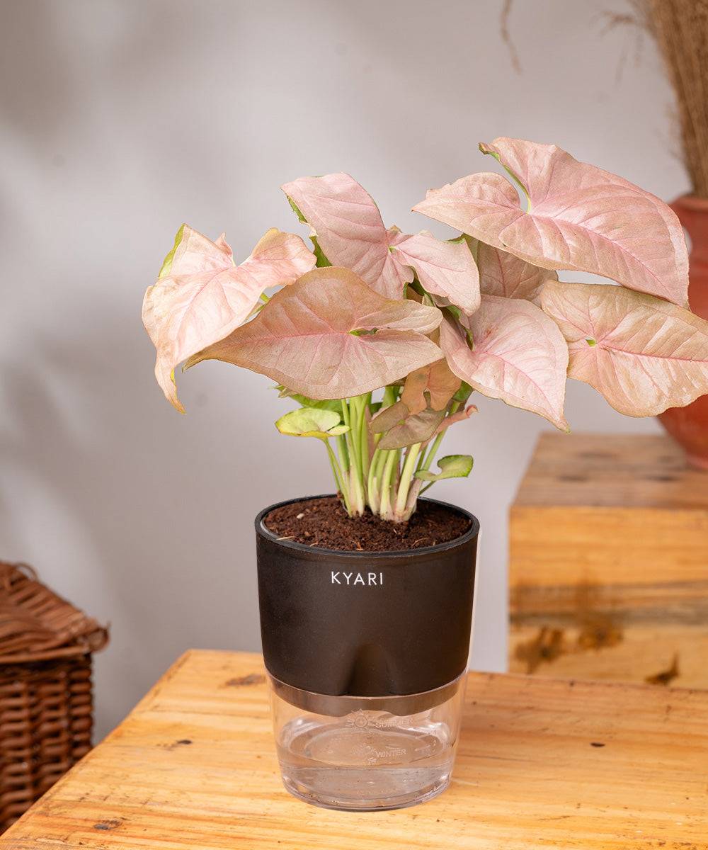 Syngonium Pink Plant With Self Watering Pot