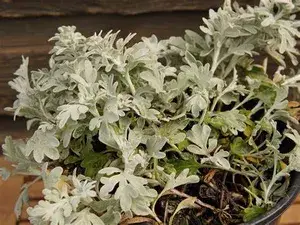 Artemisia Stelleriana (Silver Brocade) Live Indoor Plant Buy @ ₹549