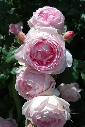 Attractive Angle Rose Live Flower Plant & Tree (1.5-3.5 Ft Height) White Rose Enhance Your Home/Garden Beauty (Hybrid, Pack Of 1) Buy @ ₹499