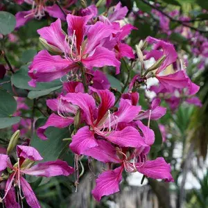 Attractive Bauhinia Flower Plant & Tree (1.5-3.5 Ft Height) For Enhance Your Home/Garden Beauty, Pack Of 1 Buy @ ₹499