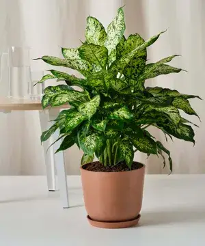 Attractive Leaves Dieffenbachia Best House Plant For Your Home/Office Decor, Dieffenbachia Enhance Your Garden Beauty (Air Purifying, Pack Of 1) Buy @ ₹499