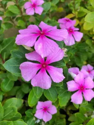 Attractive Pink Vinca (Madagascar Periwinkle)  Flower Plant For Shrub/Home Garden (1.5-2.5 Ft Height) Pack Of 1 Buy @ ₹399