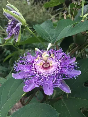 Attractive Royal Blue Passion Flower/Krishna Kamal Live Plant & Tree For Shrub/Bush/Home Garden, Pack Of 1 Buy @ ₹349