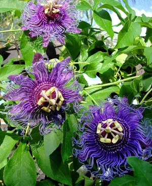 Attractive Royal Blue Passion Flower/Krishna Kamal Live Plant & Tree For Shrub/Bush/Home Garden, Pack Of 1 Buy @ ₹349