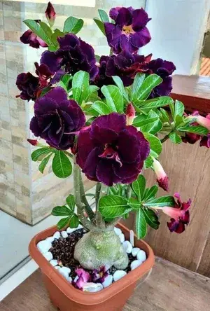 Attractive Violet Adenium Live Flower Plant (1.5-3.5 Ft Height) For Home Garden, Pack Of 1 Buy @ ₹499