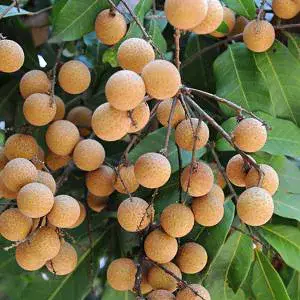 Australian Hybrid & Healthy Longon Fruit Plant (Pack Of 1) Buy @ ₹499