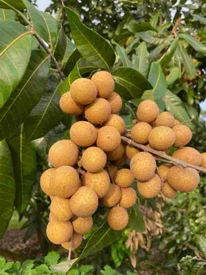 Australian Hybrid & Healthy Longon Fruit Plant (Pack Of 1) Buy @ ₹499