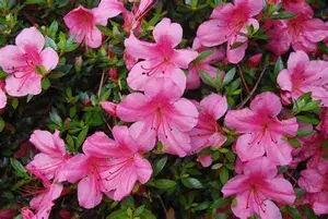 Australian Pink Azalea Flower Plant For Home Gardening (Hybrid, Pack Of 1) Buy @ ₹499