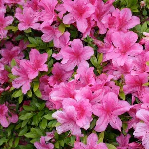Australian Pink Azalea Flower Plant For Home Gardening (Hybrid, Pack Of 1) Buy @ ₹499