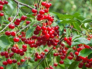 Australian Sweet Cherry Live Fruit Plant & Tree For Garden (1.5-3.5 Ft Height) Pack Of 1 Buy @ ₹799