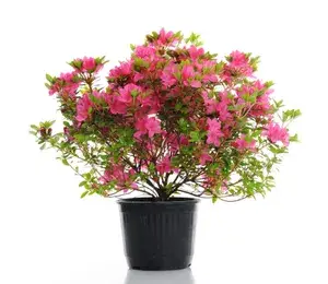 Australian Variety Deep Pink Azalea Flower Live Plant For Gardening (Air Layering, Pack Of 1) Buy @ ₹499