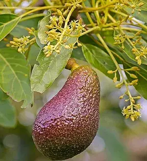 Avacado Miami Red variety Butter Fruit Grafted Live Plants & Tree(1-1.5 Ft Size) Pack Of 1 Buy @ ₹699