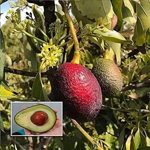 Avacado Miami Red variety Butter Fruit Grafted Live Plants & Tree(1-1.5 Ft Size) Pack Of 1 Buy @ ₹699