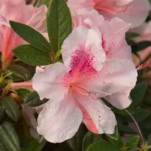 Azalea Gray Flower Shrub (Hybrid, Pack Of 1) Buy @ ₹499