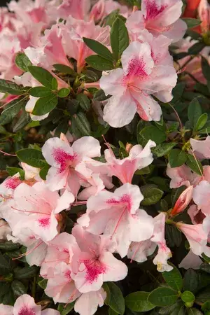 Azalea Gray Flower Shrub (Hybrid, Pack Of 1) Buy @ ₹499