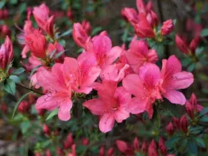 Azalea Deep Pink (Grafted) 1.5-3.5 Ft Flower Plant ( Pack Of 1 ) Buy @ ₹499