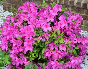 Azalea Ready To Flower Shrub Plant & Tree For Home Decor/Bush/Gardening (1.5-3.5 Ft Height) Pack Of 1 Buy @ ₹449