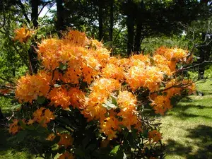 Azalea (Baltic Amber) Variety Flower Plant For Shrub/Bush/Home Gardening Azalea (Grafted) Flower Live Plant & Tree (Hybrid, Pack Of 1) Buy @ ₹499