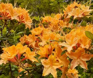 Azalea (Baltic Amber) Variety Flower Plant For Shrub/Bush/Home Gardening Azalea (Grafted) Flower Live Plant & Tree (Hybrid, Pack Of 1) Buy @ ₹499