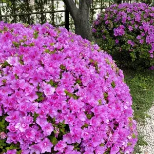 Azalea (Formosa) Purple Flower Live Plant For Shrub/Bush/Home Gardening Beautiful Azalea Flowering Plant (Pack Of 1) Buy @ ₹499